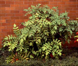 MAHONIA LEATHERLEAF (3 gallon) Berberis bealei