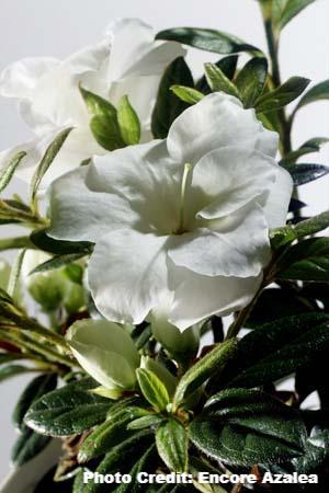 azalea x ‘encore’ AUTUMN MOONLIGHT (1 GALLON)