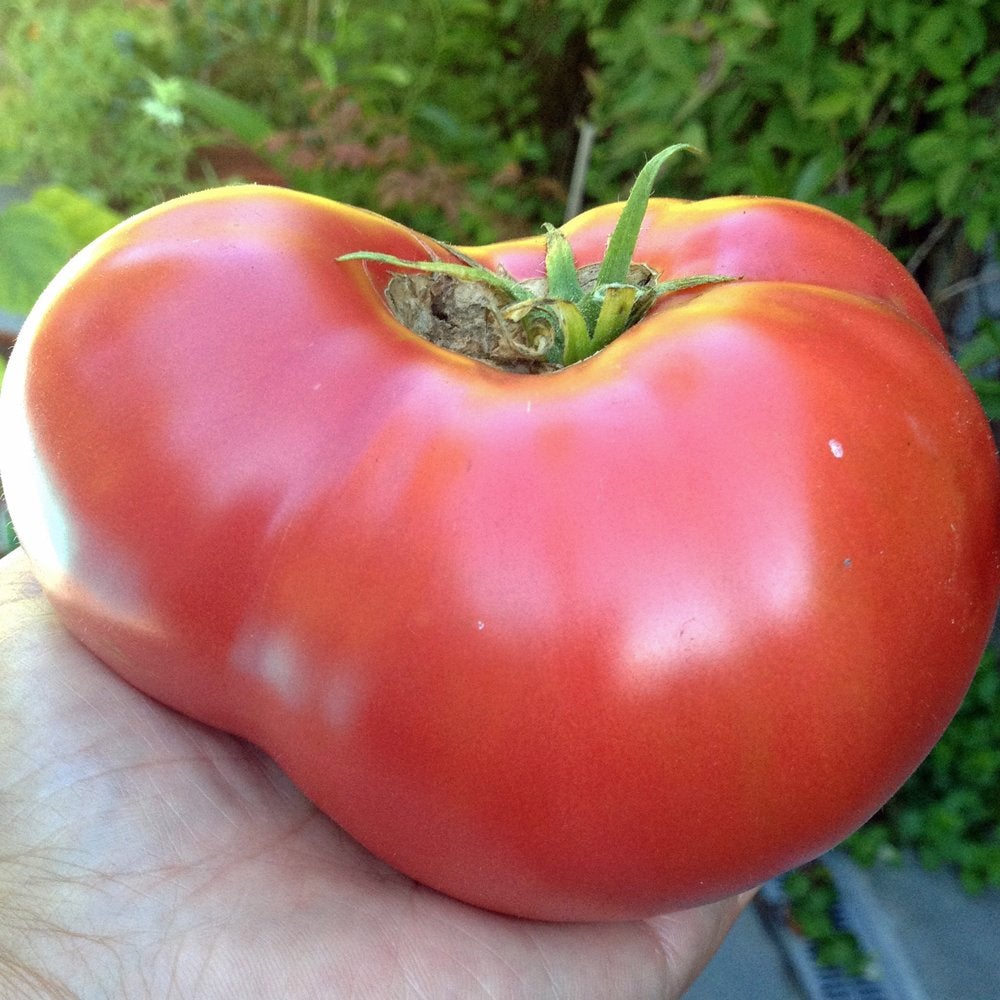 Tomato Mortgage Lifter (3.5