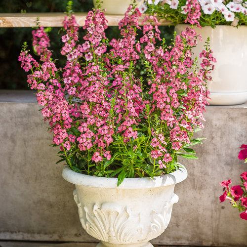 Angelonia Archangel Pink - Bold Pink Heat-Tolerant Annual