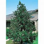 HOLLY NELLIE R. STEVENS (30 Gallon) ilex x hybridia ‘nellie r. stevens’