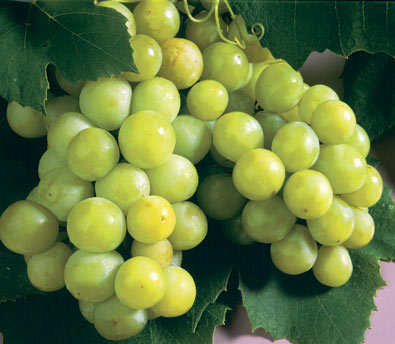 Grape White Niagra