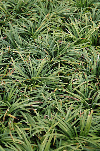 DWARF MONDO GRASS ophiopogon japonicus 'Nanus'