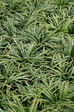 ophiopogon japonicus 'Nanus' DWARF MONDO GRASS