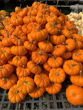 Pumpkin Mini Pumpkin