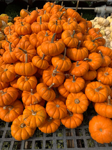 Pumpkin Mini Pumpkin