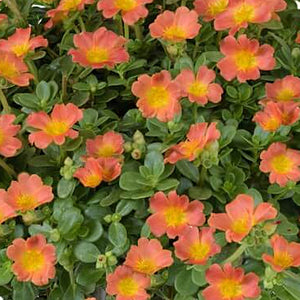 Portulaca Pazzaz Nano Orange (4.5 Pot)