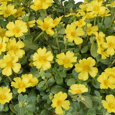 Portulaca Pazzaz Nano Yellow (4.5" Pot)