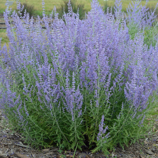 Perovskia Jelena Russian Sage