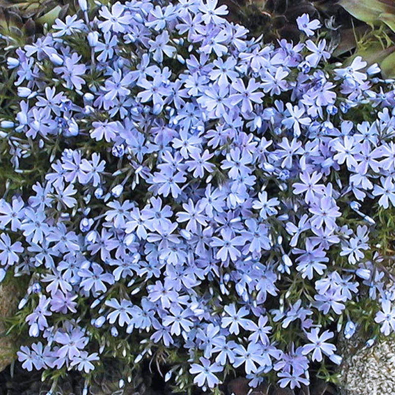 Phlox Blue Emerald