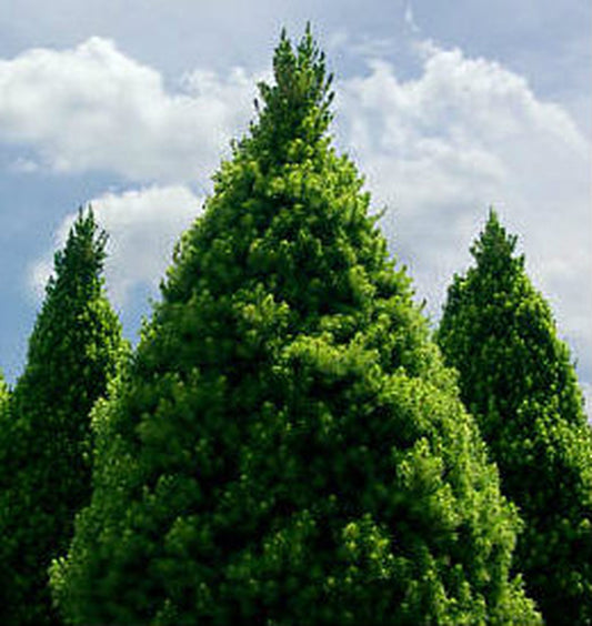 DWARF ALBERTA SPRUCE  MC (1 gallon) picea glauca 'Conica'