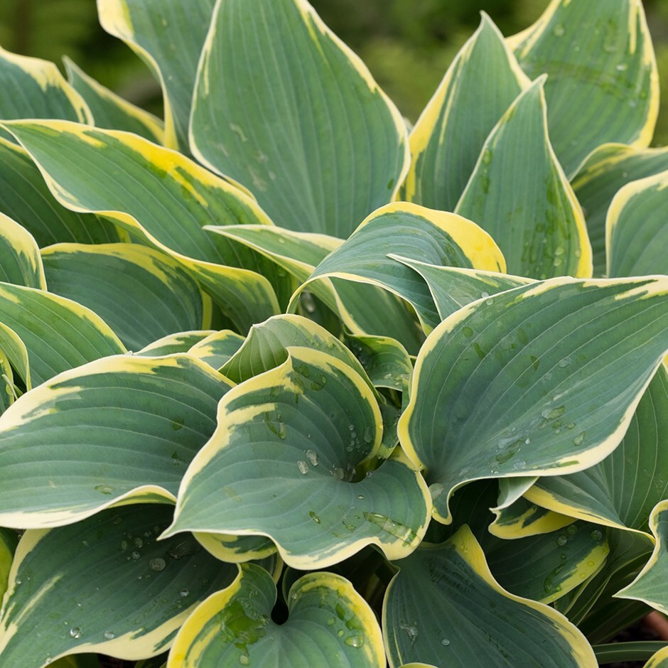 Hosta First Frost