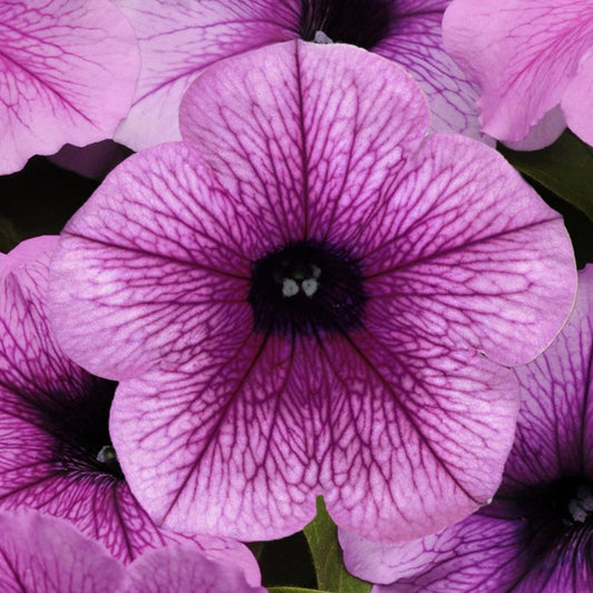 Petunia Easy Wave Plum Vein (Shipped)