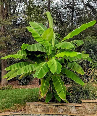 Basjoo Banana Tree (3 Gal.)