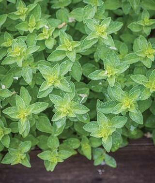 Oregano Hot & Spicy (4") (Shipped)