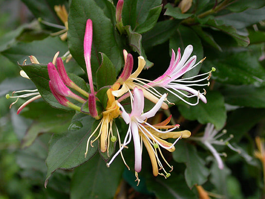 HONEYSUCKLE PURPLE LEAF JAPANESE (1 gallon) Lonicera japonica 'Purpurea'