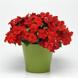 Impatiens Beacon Bright Red (6-06 Pack)