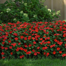 Load image into Gallery viewer, Impatiens Beacon Bright Red (6-06 Pack)