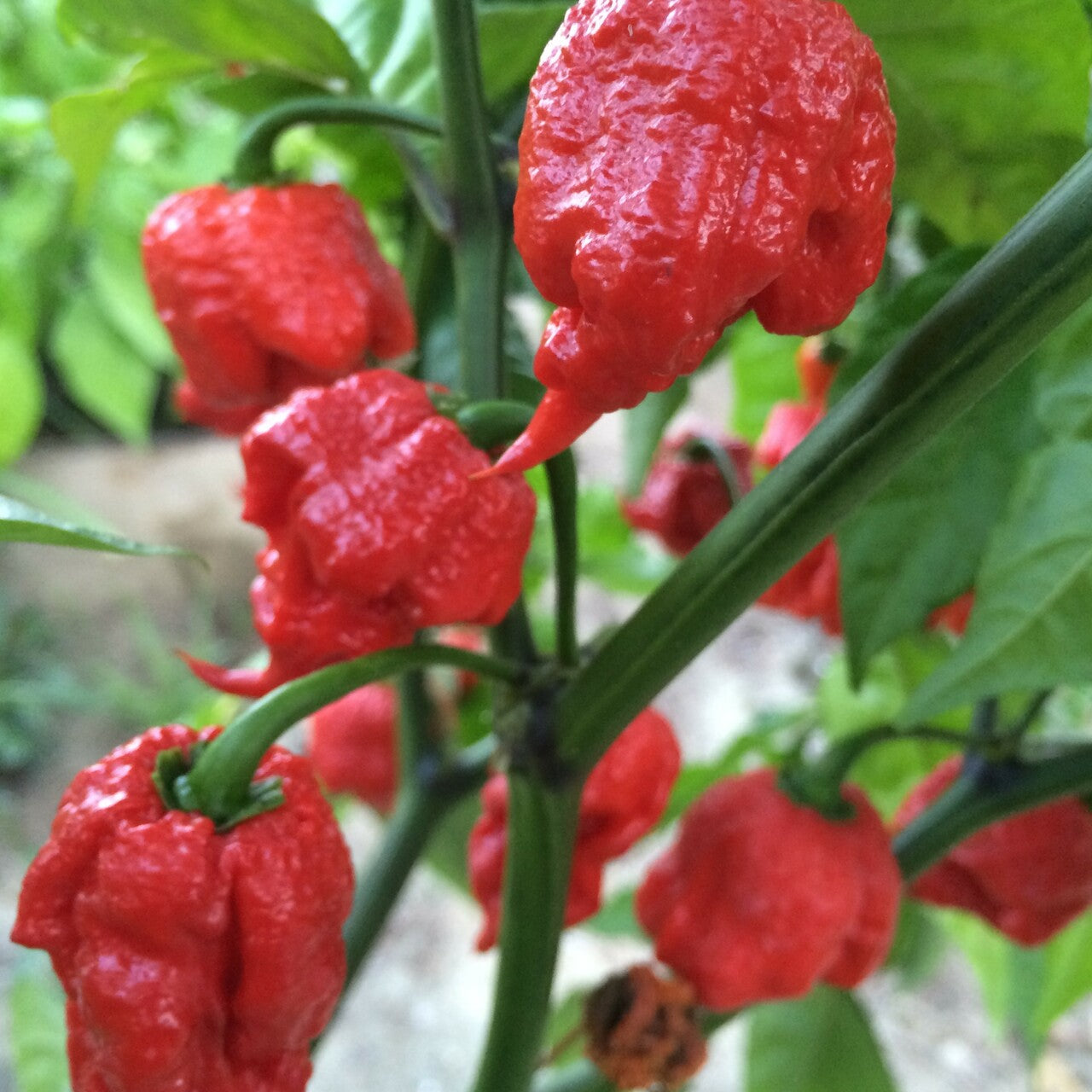 Pepper Hot Carolina Reaper (3.5") (Shipped)