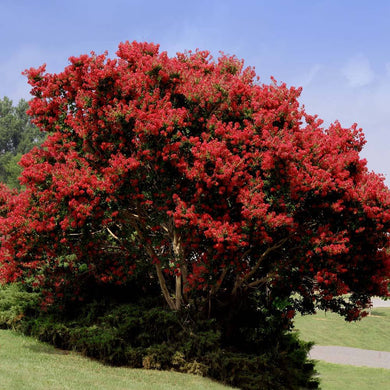 CRAPE MYRTLE RED ROCKET (3 Gallon) lagerstroemia indica 'Red Rocket'