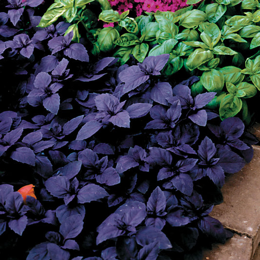 Basil Red Ruben (4") (Shipped)