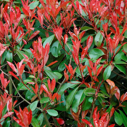 Photinia Red Tip (3 Gallon) photina 'fraseri'