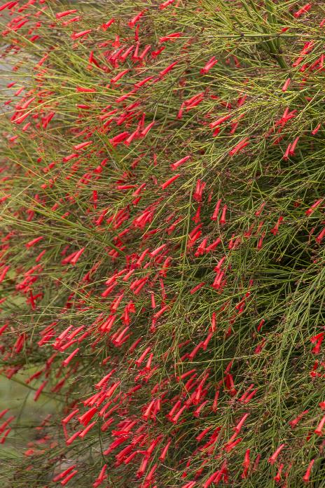 Firecracker Bush (3 Gal.)