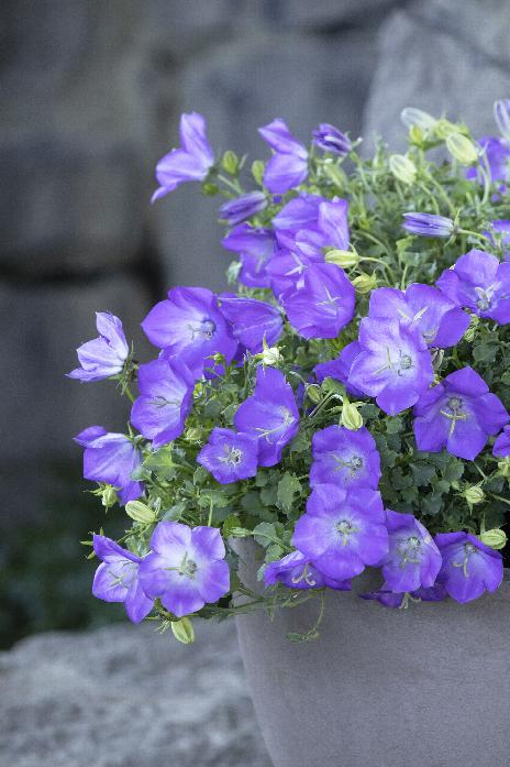 Campanula Rapido Blue (SHIPPED)