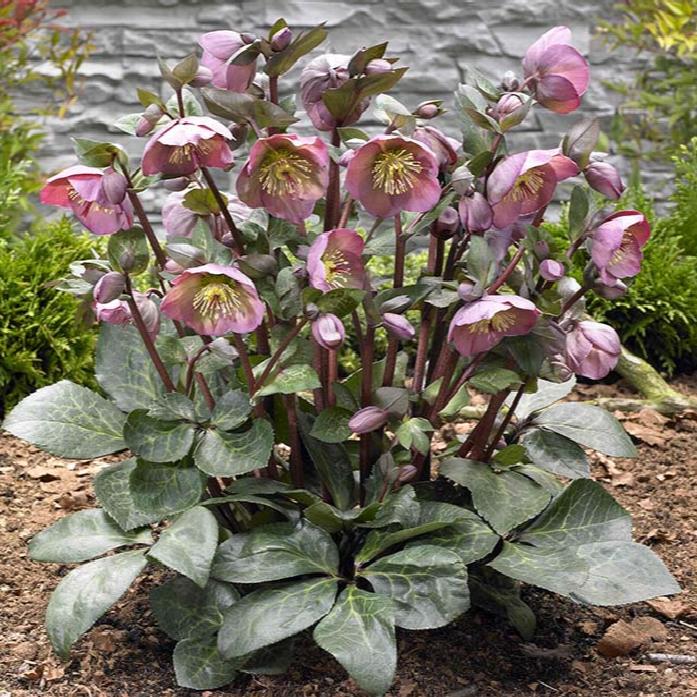 LENTEN ROSE HELLEBORUS FROSTKISS PENNY'S PINK (half gallon) helleborus 'penny's pink'