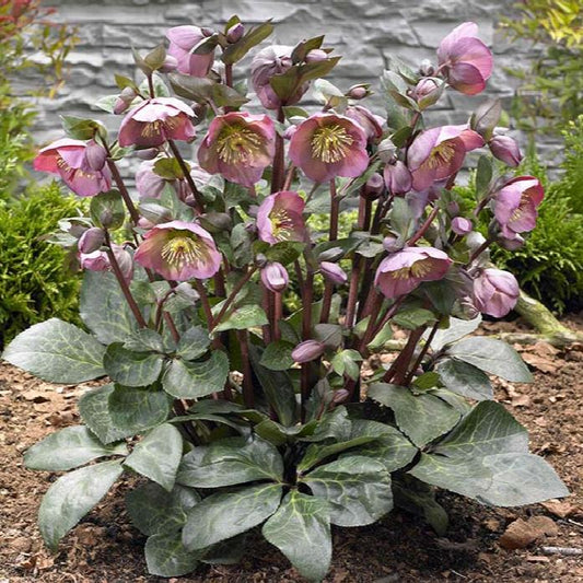 LENTEN ROSE HELLEBORUS FROSTKISS PENNY'S PINK (half gallon) helleborus 'penny's pink'