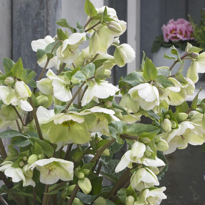 Helleborus Frostkiss Molly's White