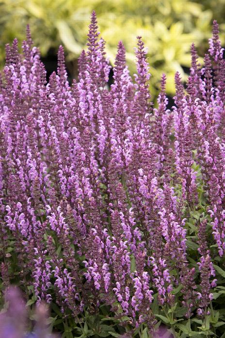 Salvia Apex Pink