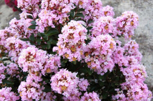 lagerstroemia x 'GAMAD VIII' PINK PIG CRAPE MYRTLE