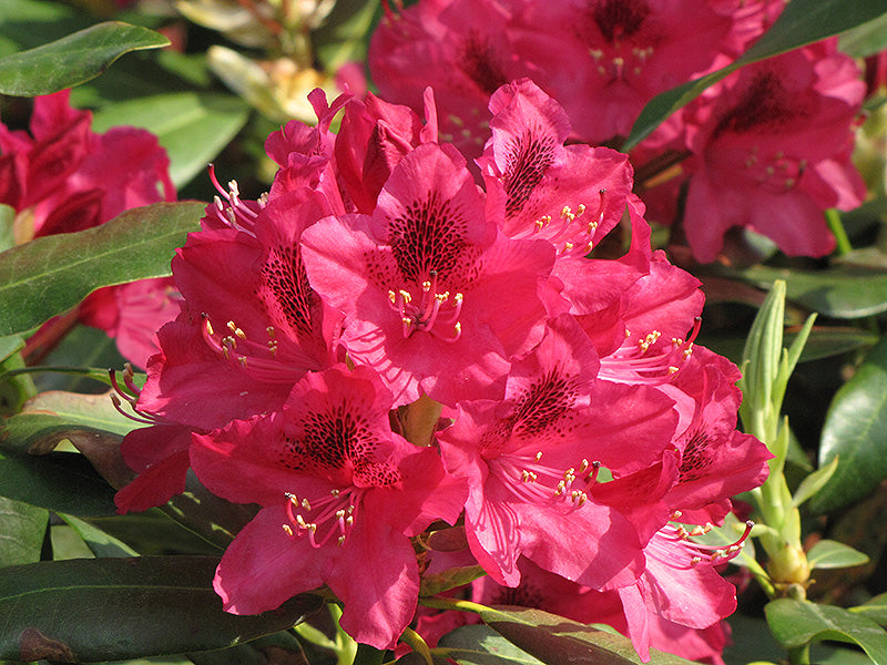 RHODODENDRON NOVA ZEMBLA (3 Gallon) rhododendron x 'Nova Zembla'