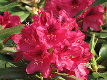Load image into Gallery viewer, RHODODENDRON NOVA ZEMBLA (3 Gallon) rhododendron x 'Nova Zembla'