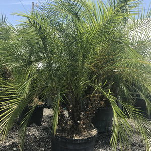 Palm Roebelleni (3 Gal.)