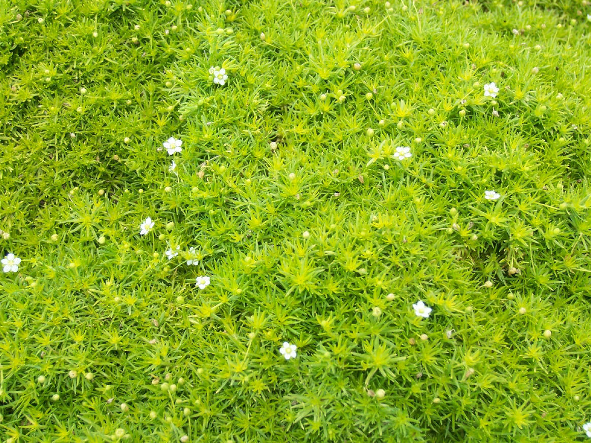 Sagina Scotch Moss (2.5" Premium)