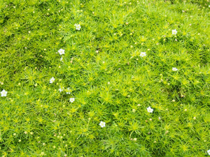 Sagina Scotch Moss (2.5")