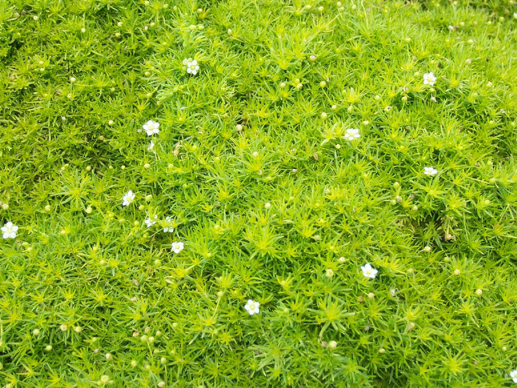 Sagina Scotch Moss (2.5