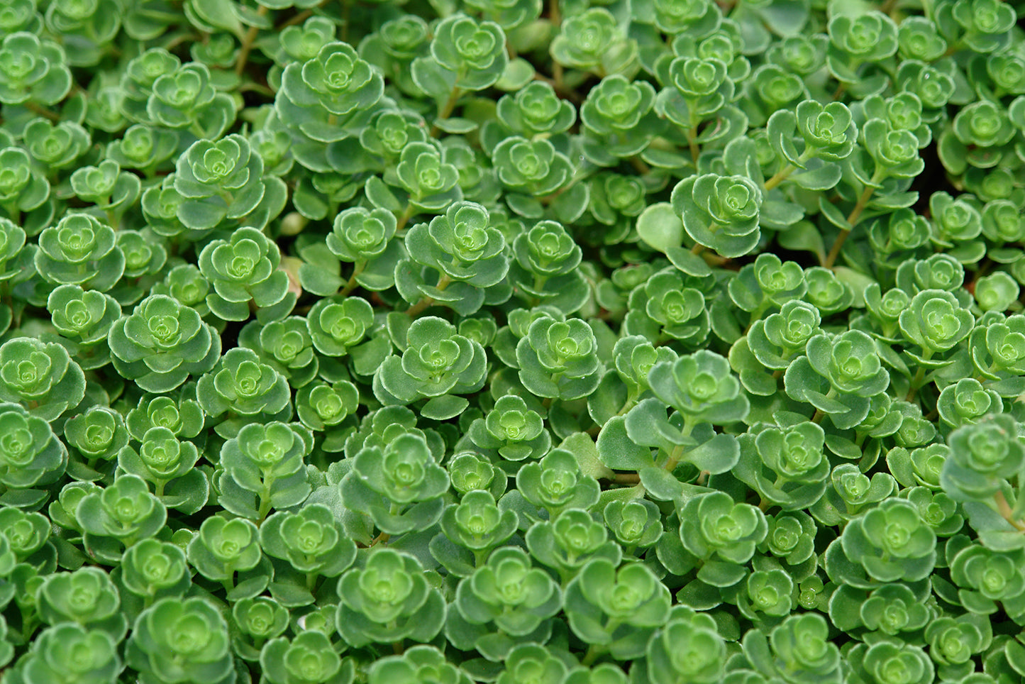 Sedum John Creech (2.5")