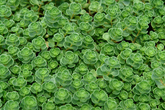 Sedum John Creech (2.5")