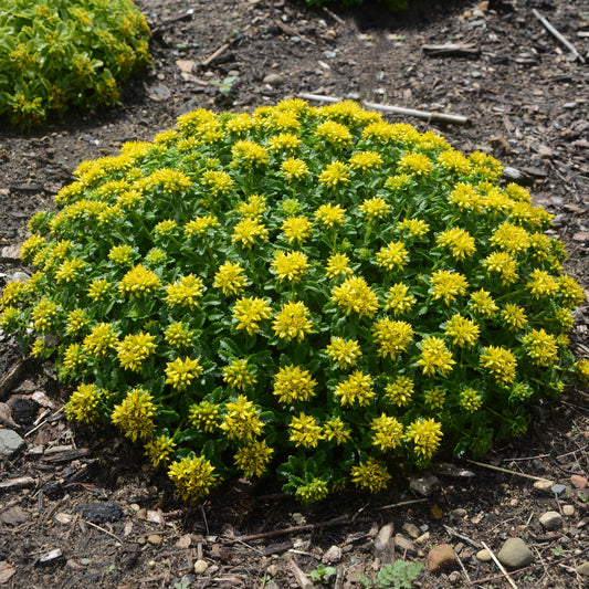 Sedum Little Miss Sunshine