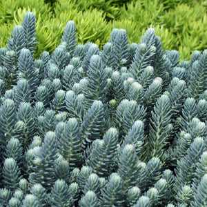 Sedum Blue Spruce (2.5")