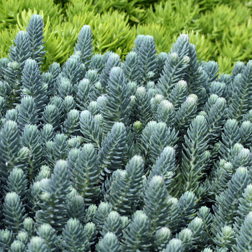 Sedum Blue Spruce (2.5