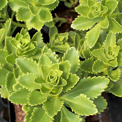 Sedum Ellacombianum (2.5