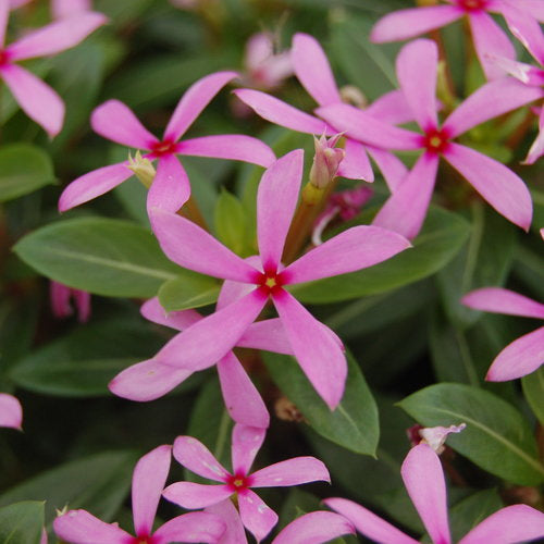 Catharanthus Soiree Kawaii Light Purple (4.5" Pot)
