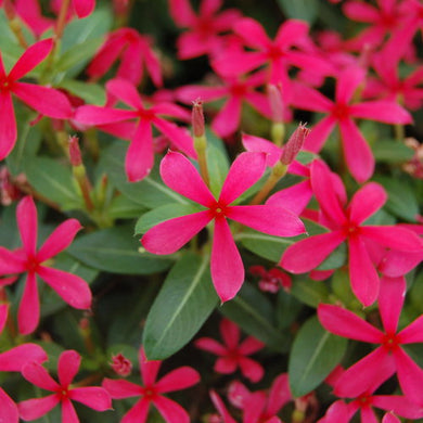 Catharanthus Soiree Kawaii Paprika Red (4.5