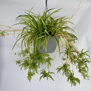 Spider Plant Hanging Basket (10")