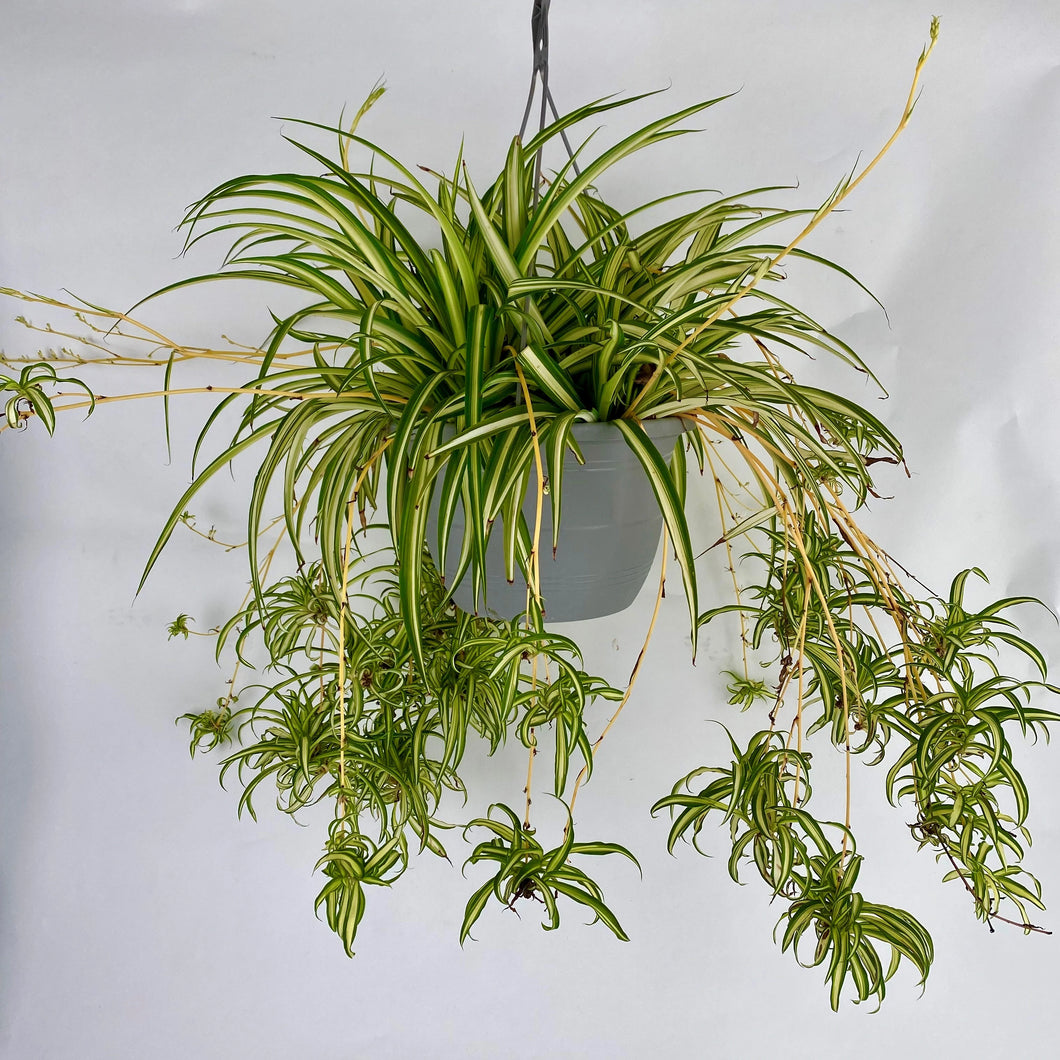 Spider Plant Hanging Basket (10
