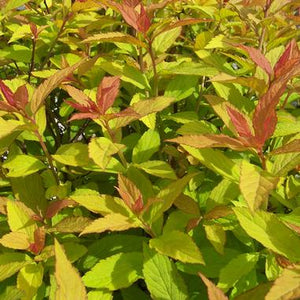 spiraea bumalda 'Goldflame' GOLDFLAME SPIREA